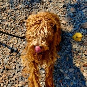 Meet your Posher, Margaret